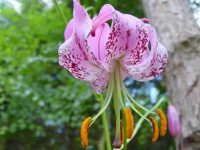 Strongly scented pink turkscap flowers